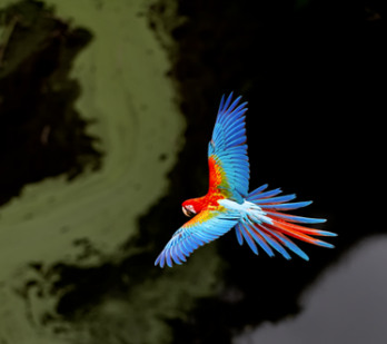 Tropical bird flying